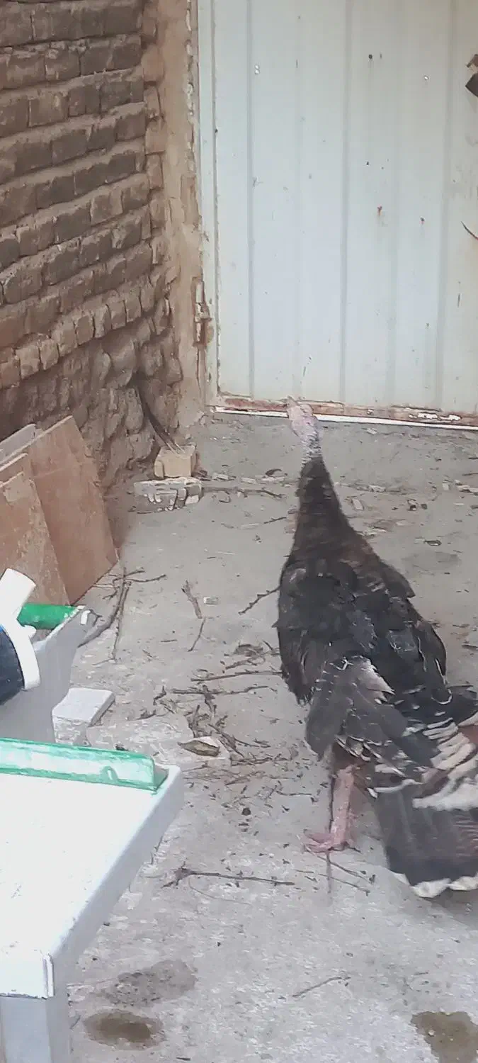 بوقلمون|حیوانات مزرعه|نیشابور, باغرود|دیوار