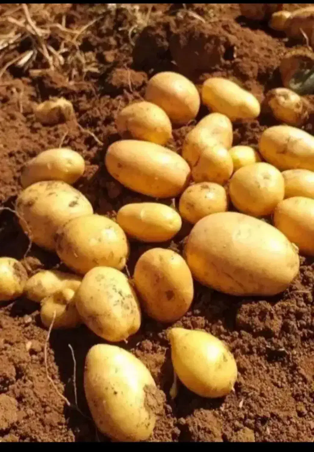 سیب زمینی سانتا|خوردنی و آشامیدنی|حسین آباد, |دیوار