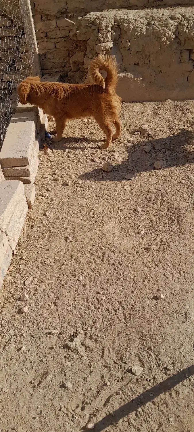 سگ پا کوتاه بازیگوش|سگ|کبودرآهنگ, |دیوار