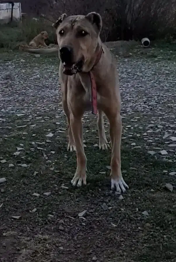 نر‌سرابی|سگ|اردبیل, |دیوار