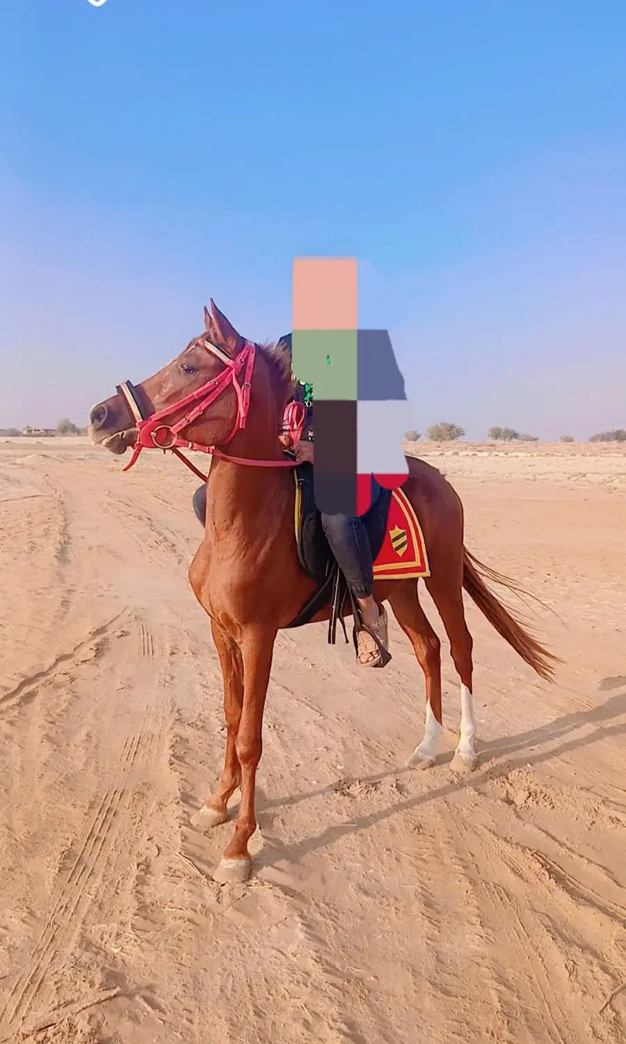 مادیان|اسب و تجهیزات اسب‌سواری|ریگ, |دیوار