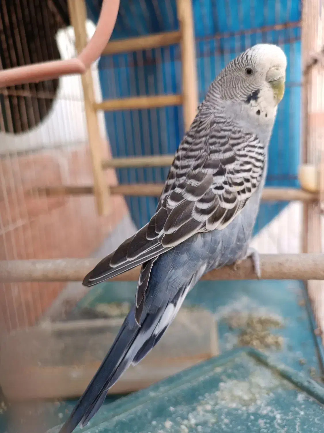 مرغ عشق ماده زیبا|پرنده|بهبهان, |دیوار