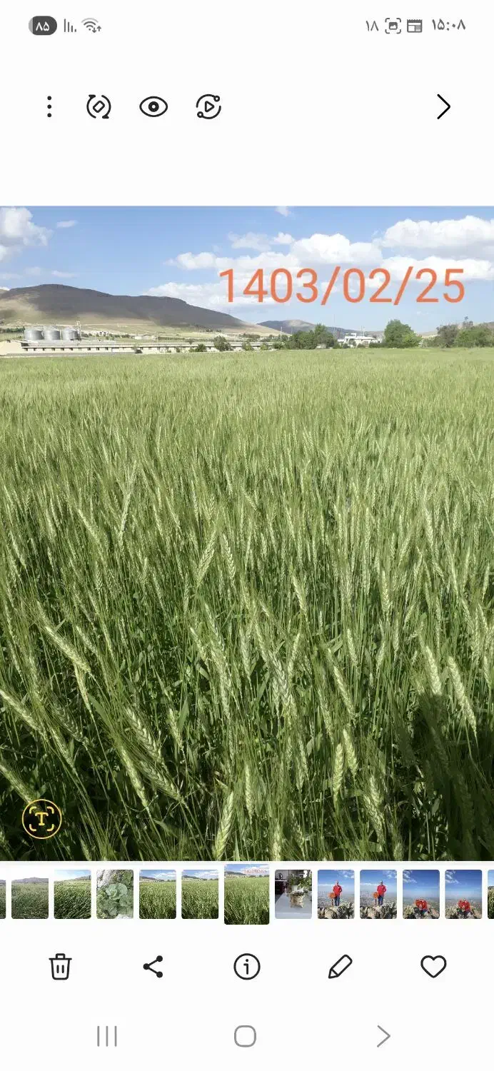 زمین کشاورزی دیم|فروش دفتر صنعتی، کشاورزی، تجاری|ماهیدشت, |دیوار