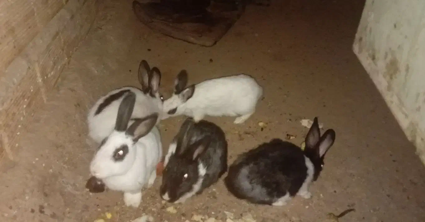 خرگوش|موش و خرگوش|میانه, |دیوار