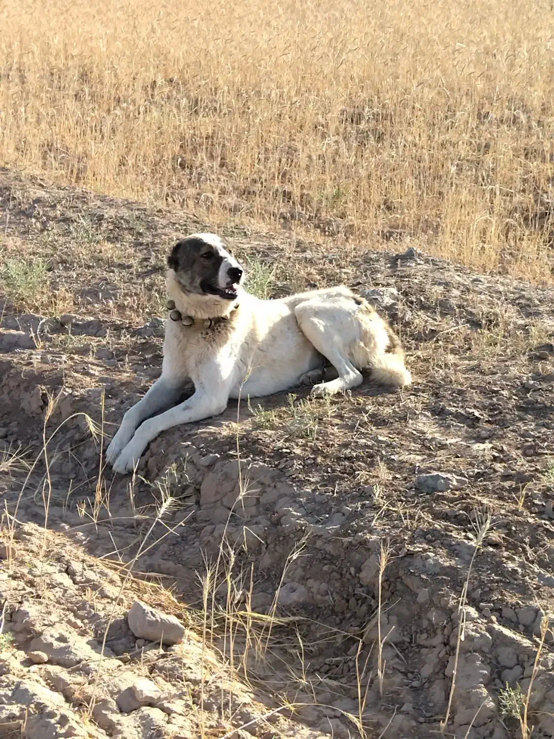 سگ گله|سگ|قوچان, |دیوار