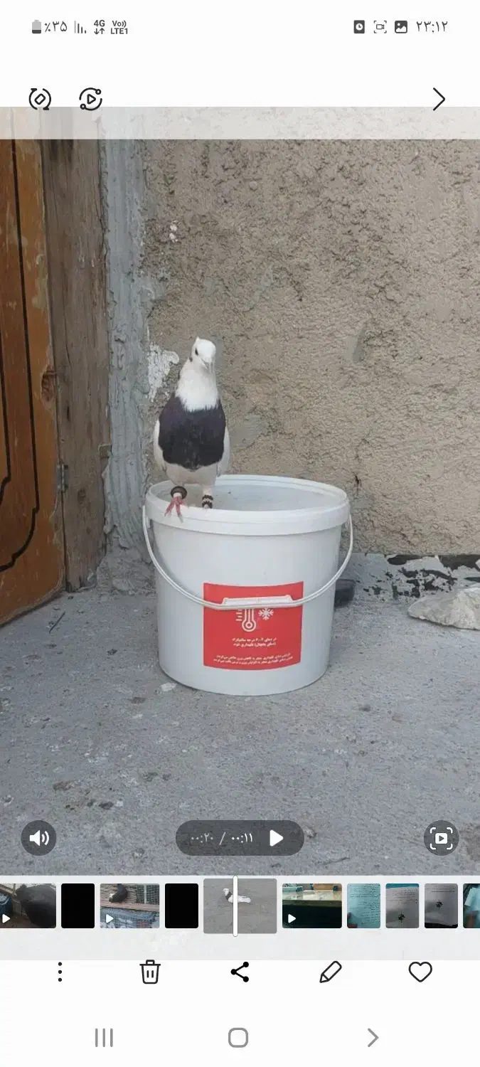 کفتر طوقی وسبز|پرنده|بندر ماهشهر, |دیوار