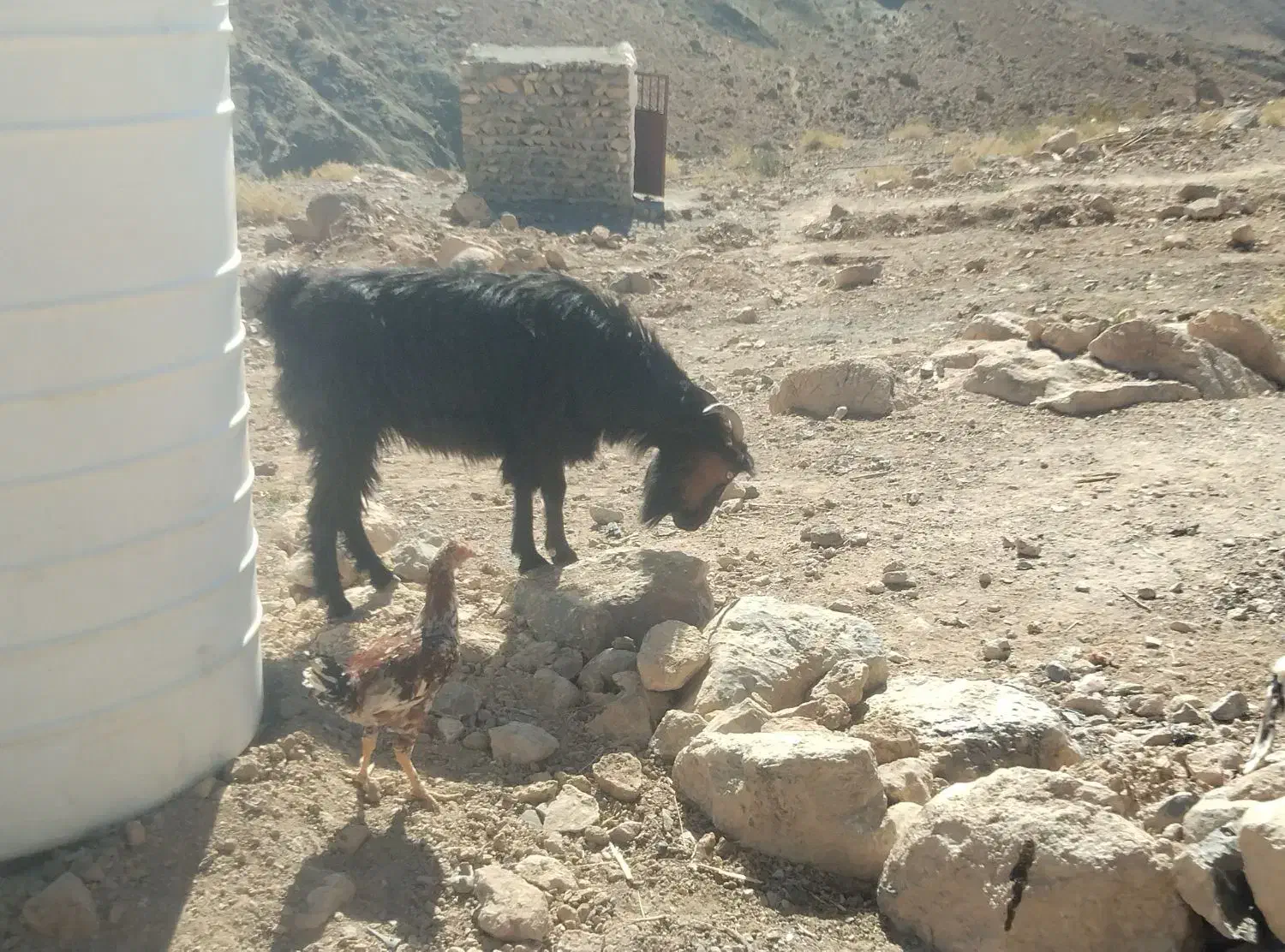 شیرمود فروشی خراج|حیوانات مزرعه|ایرندگان, |دیوار