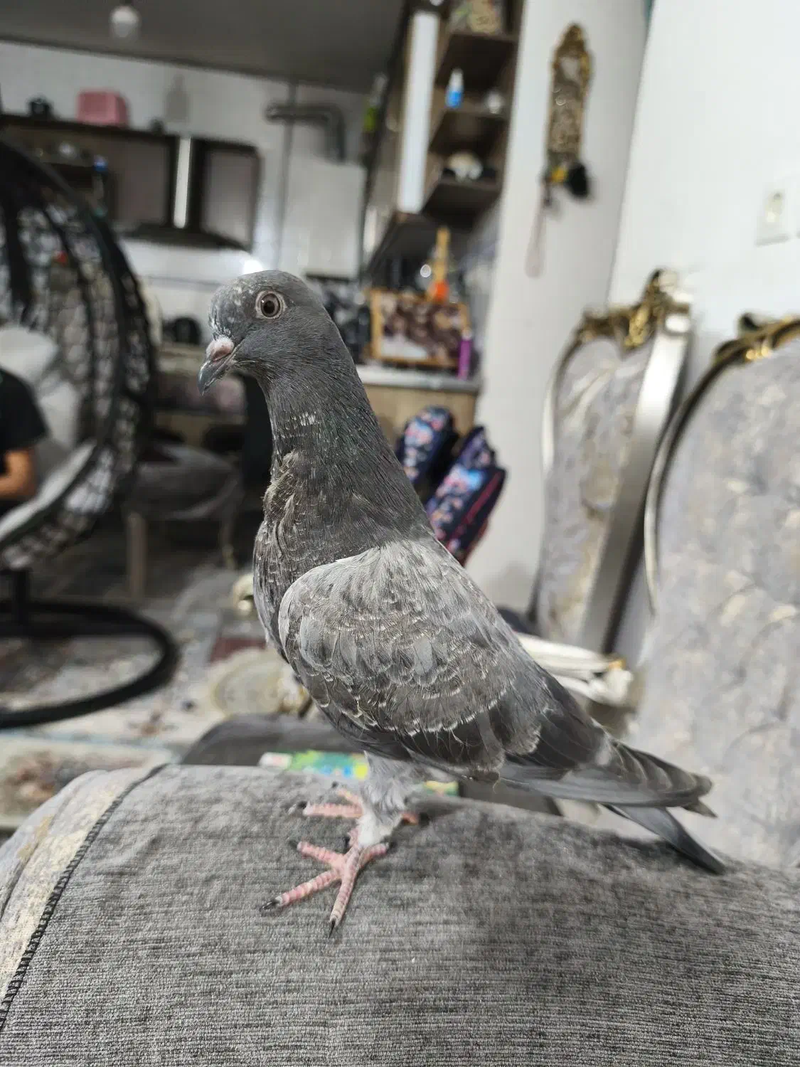 کبوتر|حیوانات|شاهرود, |دیوار