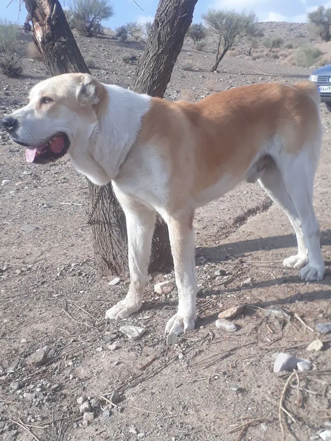 سگ آلابای|حیوانات|سیرجان, |دیوار