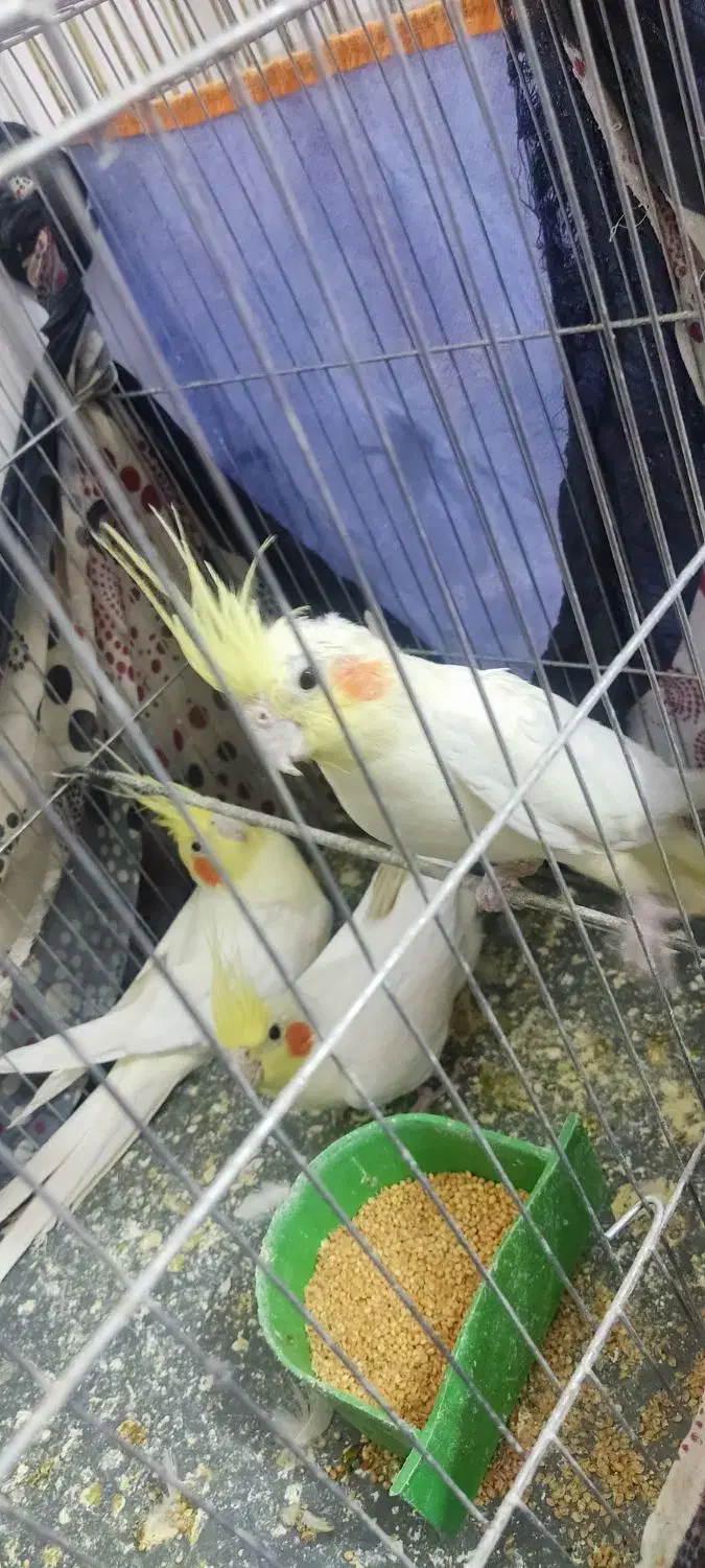 جفت عروس هلندی|پرنده|کرمان, |دیوار