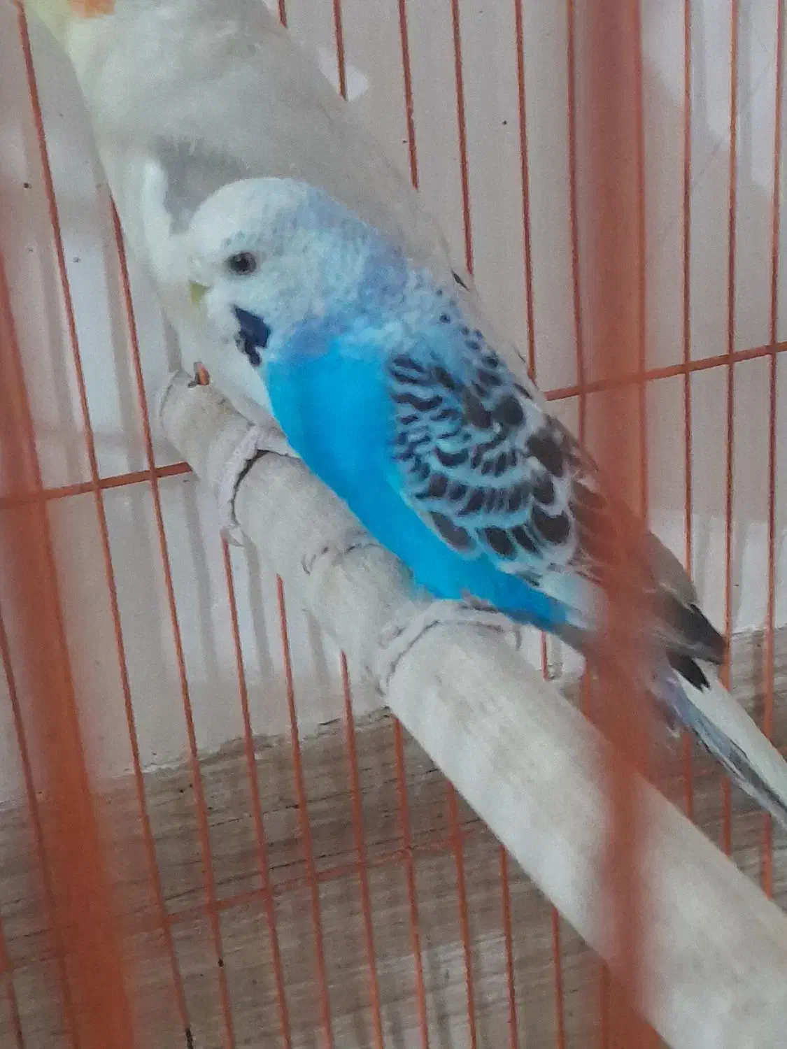 مرغ عشق|پرنده|سیرجان, |دیوار