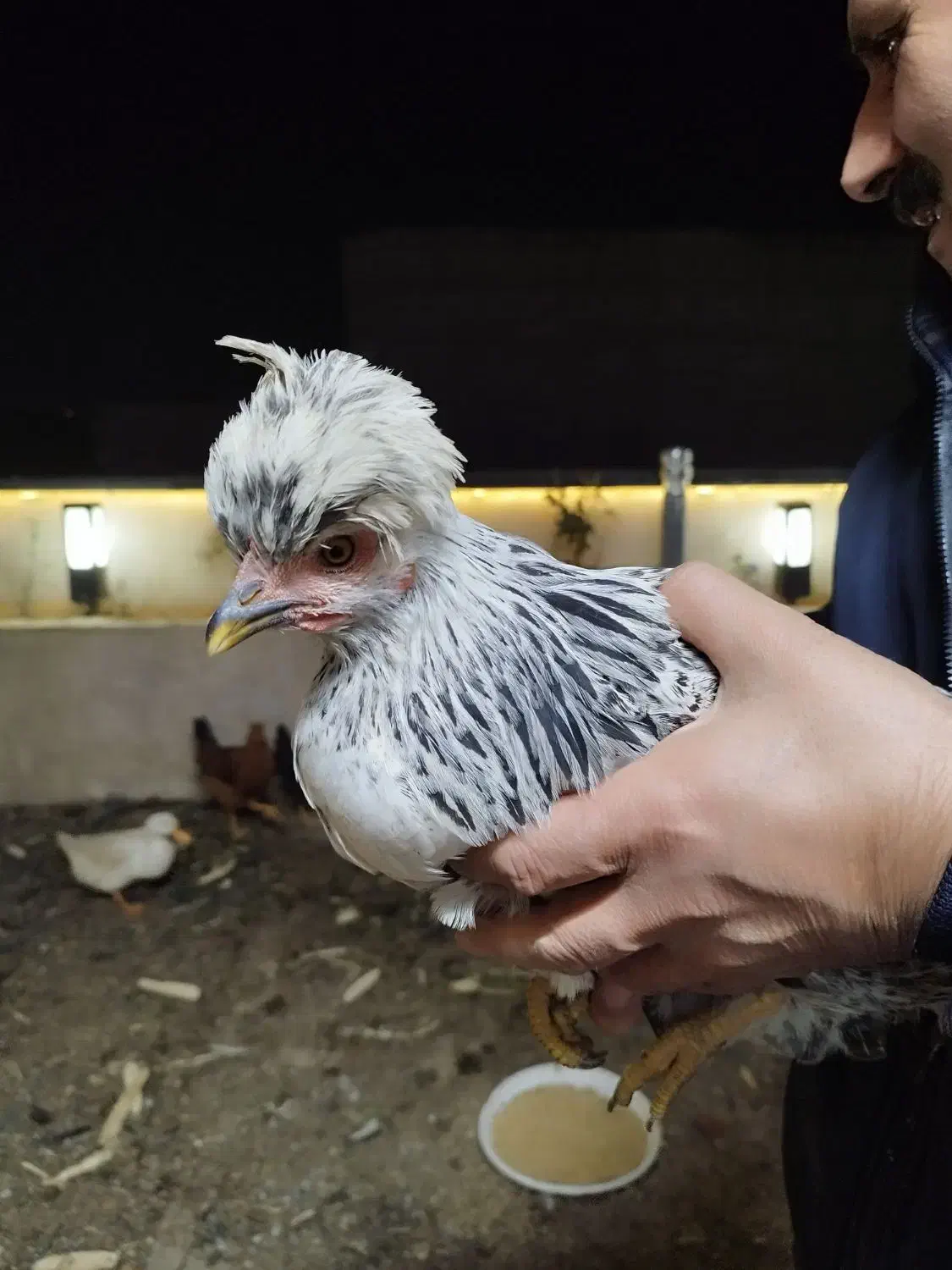 مرغ خروس|حیوانات مزرعه|اندیشه, اندیشه فاز ۵|دیوار