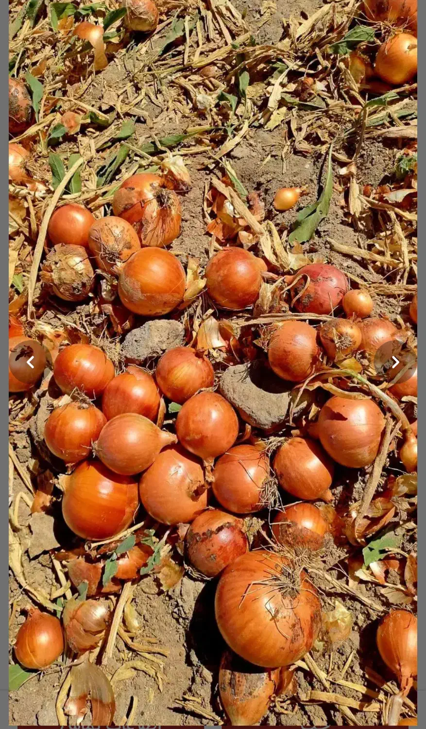 onion|خوردنی و آشامیدنی|جوین, |دیوار