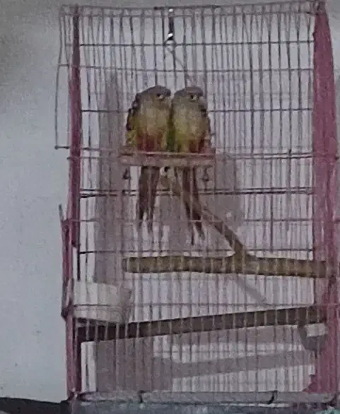 قفس|لوازم جانبی حیوانات|شوشتر, |دیوار