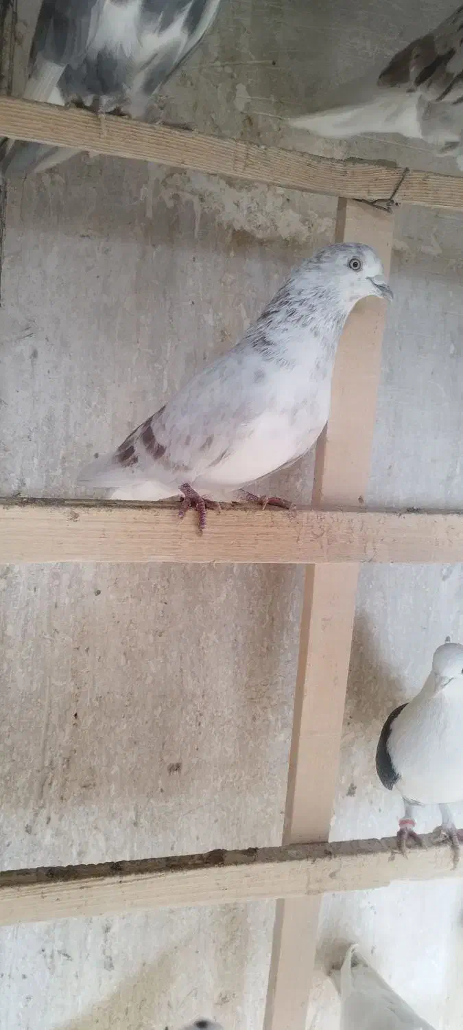 کبوتر پرشی|پرنده|محمدشهر, عباس آباد|دیوار