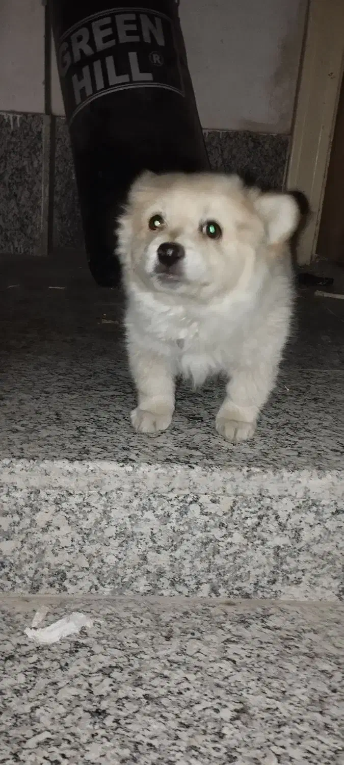 سگ پامرین|سگ|اصفهان, شهرک ولیعصر|دیوار