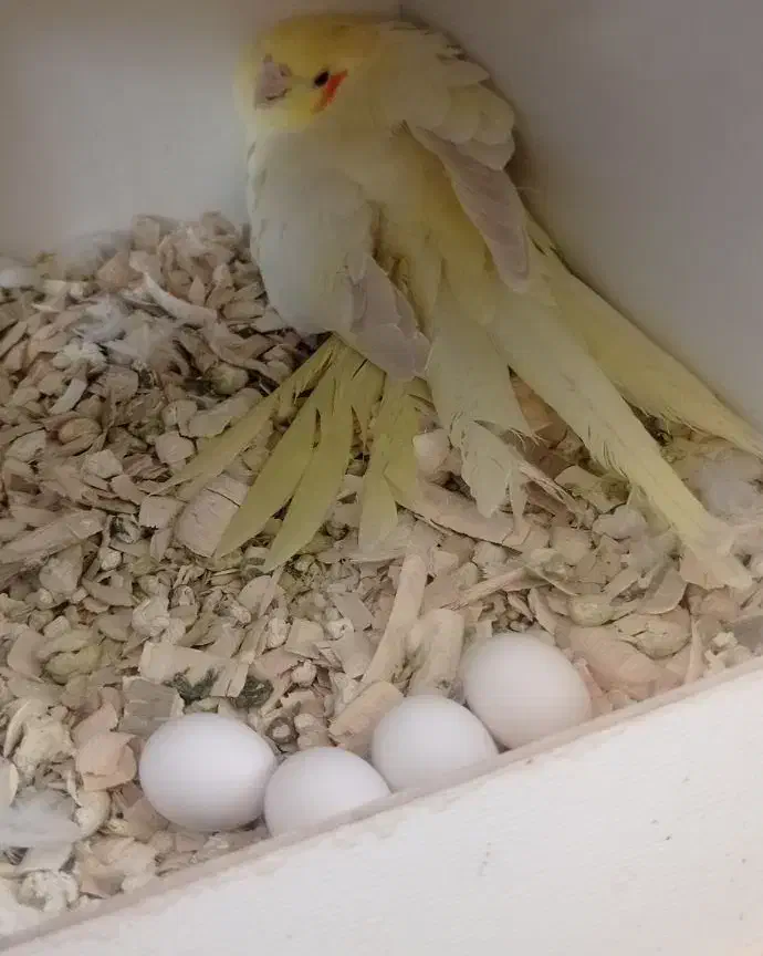 عروس هلندی کوتوله|پرنده|سبزوار, کهنه آب|دیوار