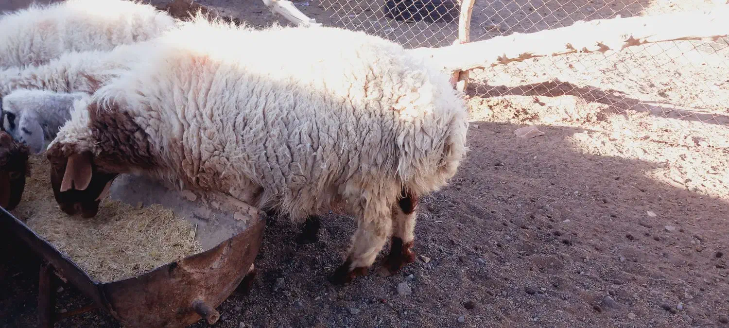 گوسفندوقوچ|حیوانات مزرعه|سربیشه, |دیوار