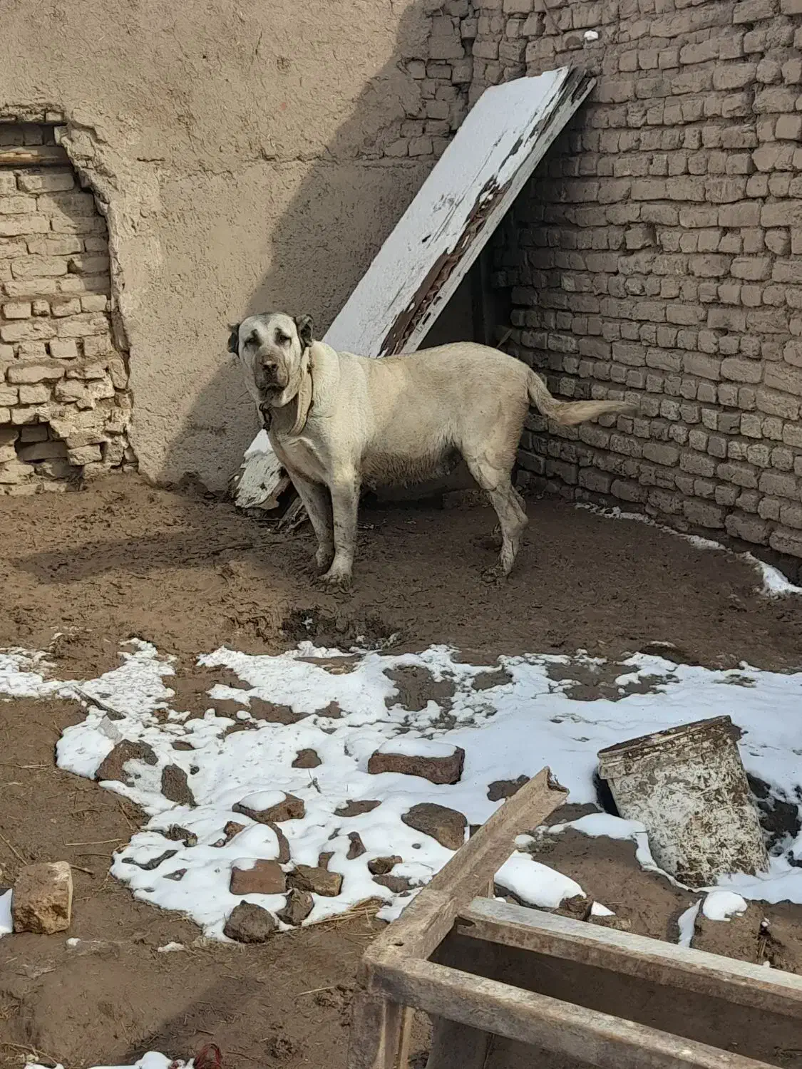 ماده سراب نسل دار|سگ|قزوین, |دیوار