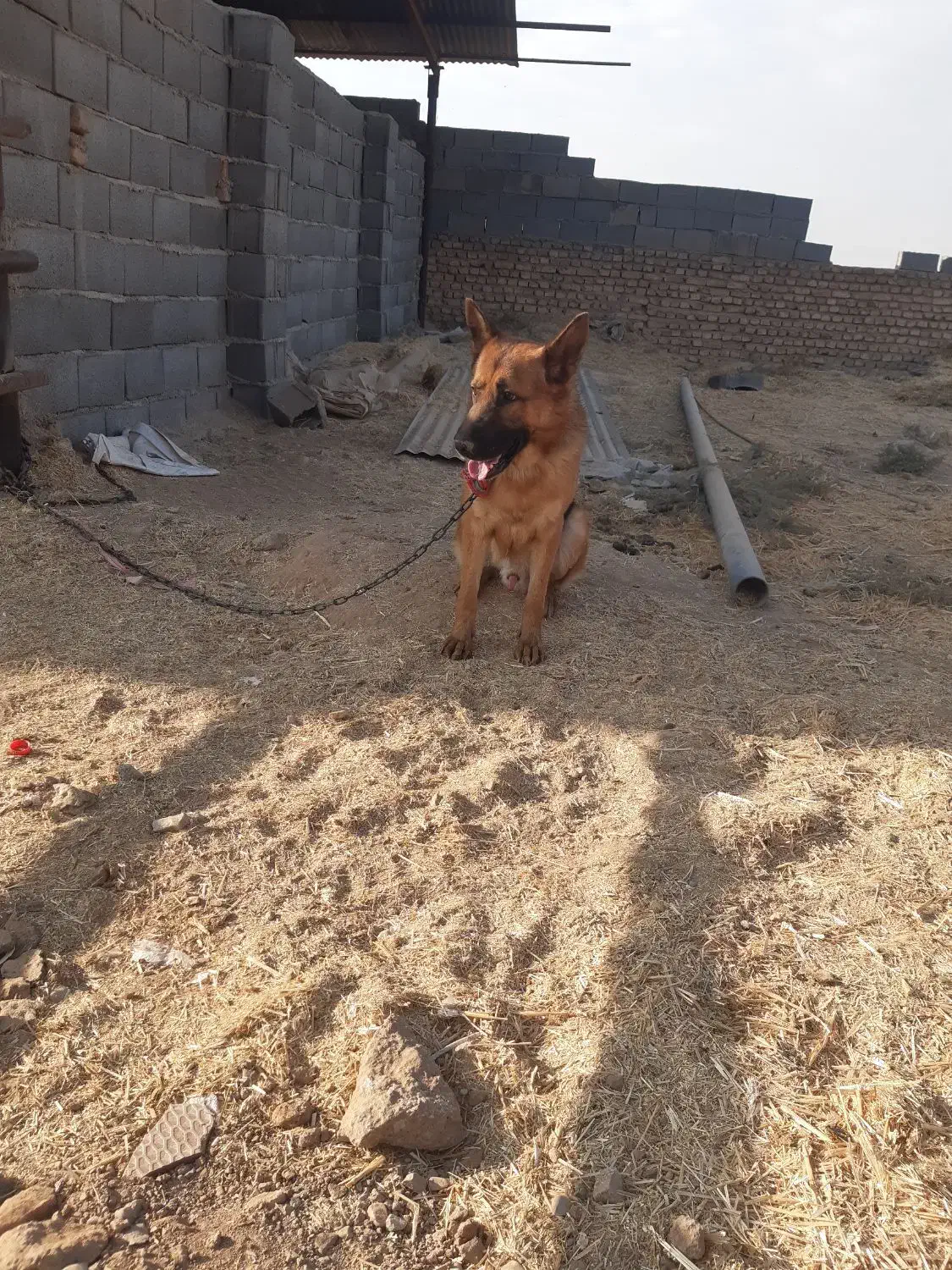 سگ ژرمن|سگ|شریف‌آباد, |دیوار