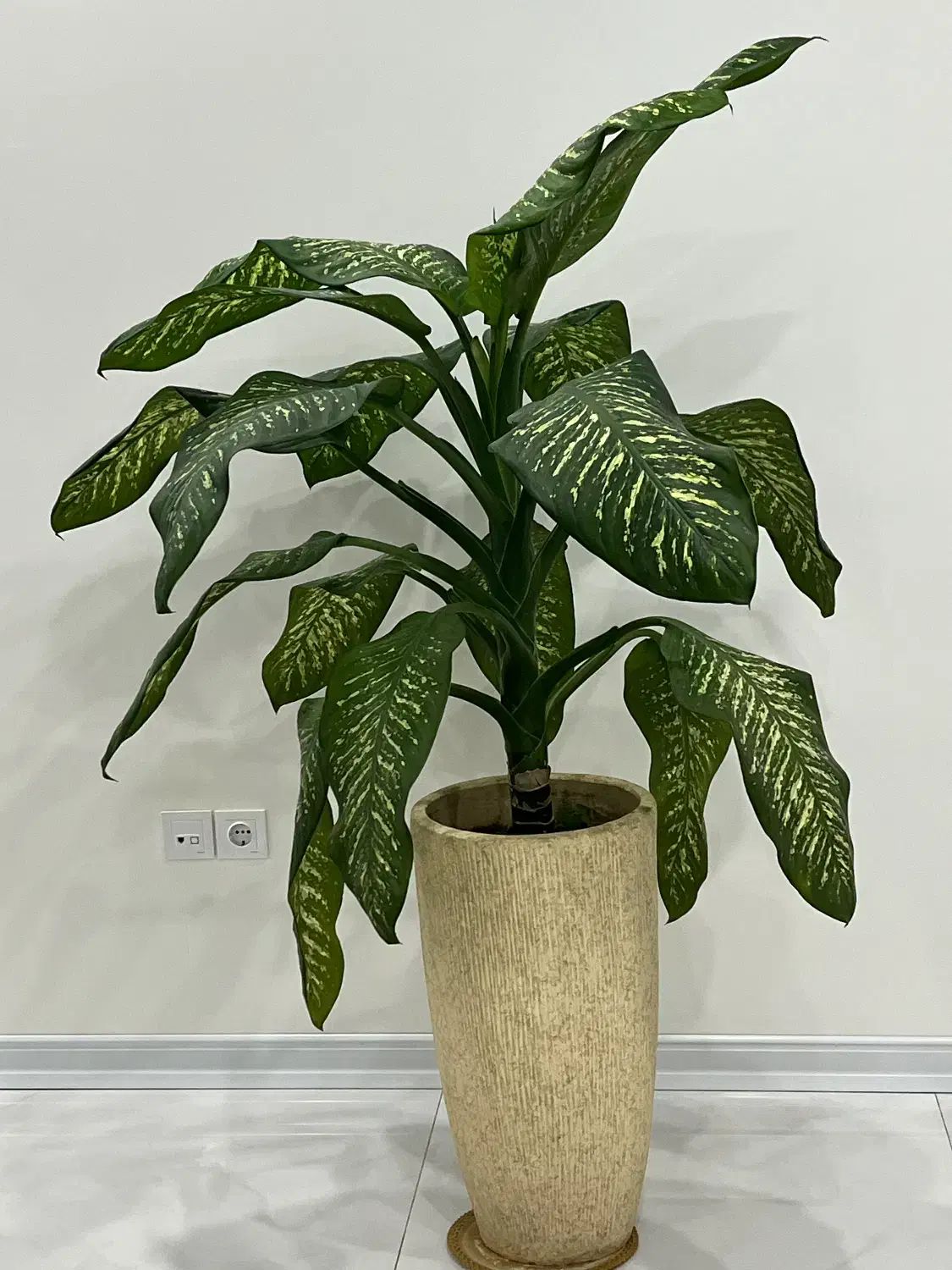 فروش گل دفین باخیا|گل و گیاه طبیعی|تهران, حکیمیه|دیوار