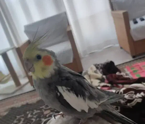 گمشده گم شده عروس سمت باهنر|حیوانات|شیراز, جانبازان|دیوار