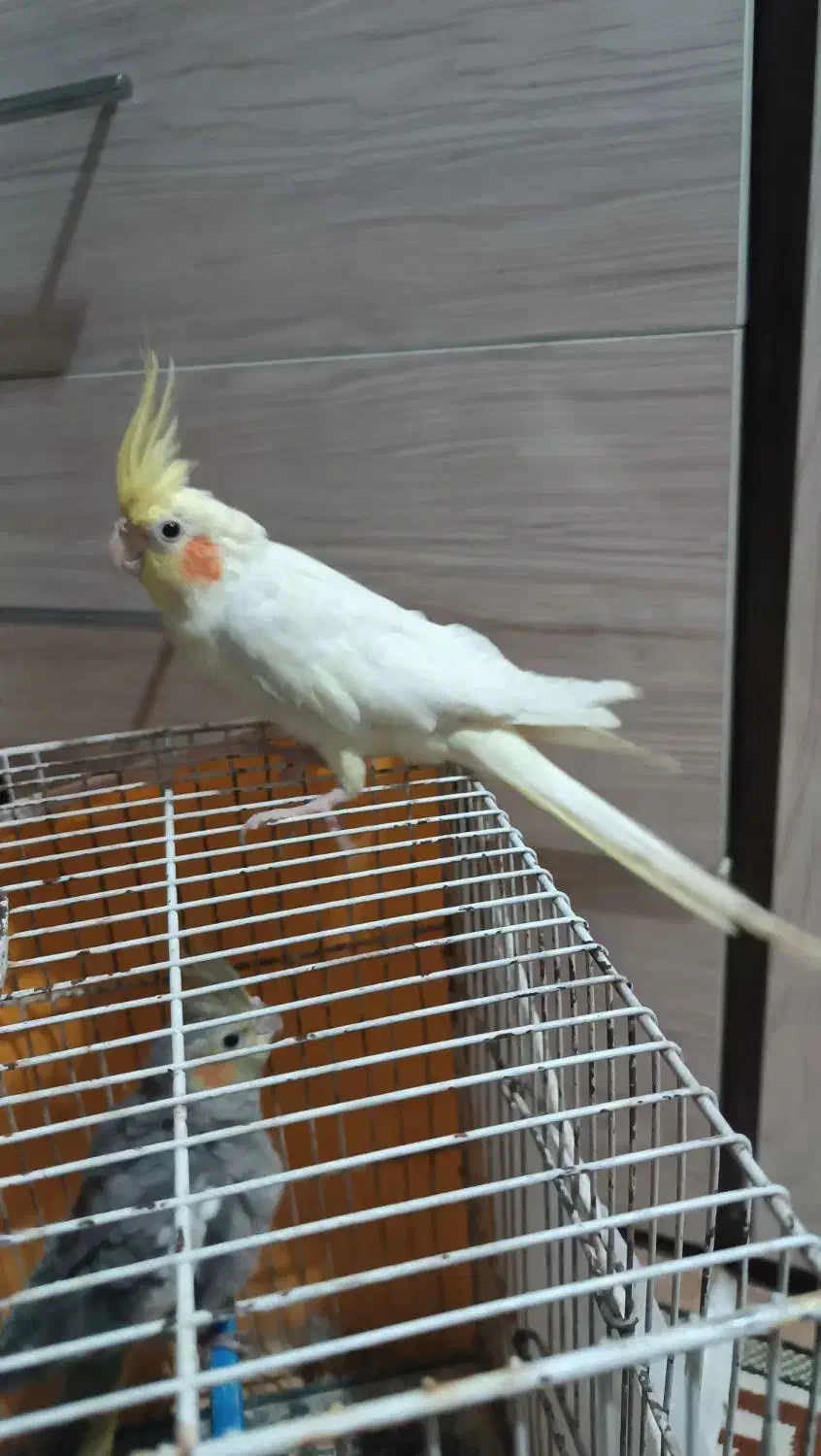 عروس هلندی آلبینو ماده کبوتر|پرنده|مشهد, اروند|دیوار