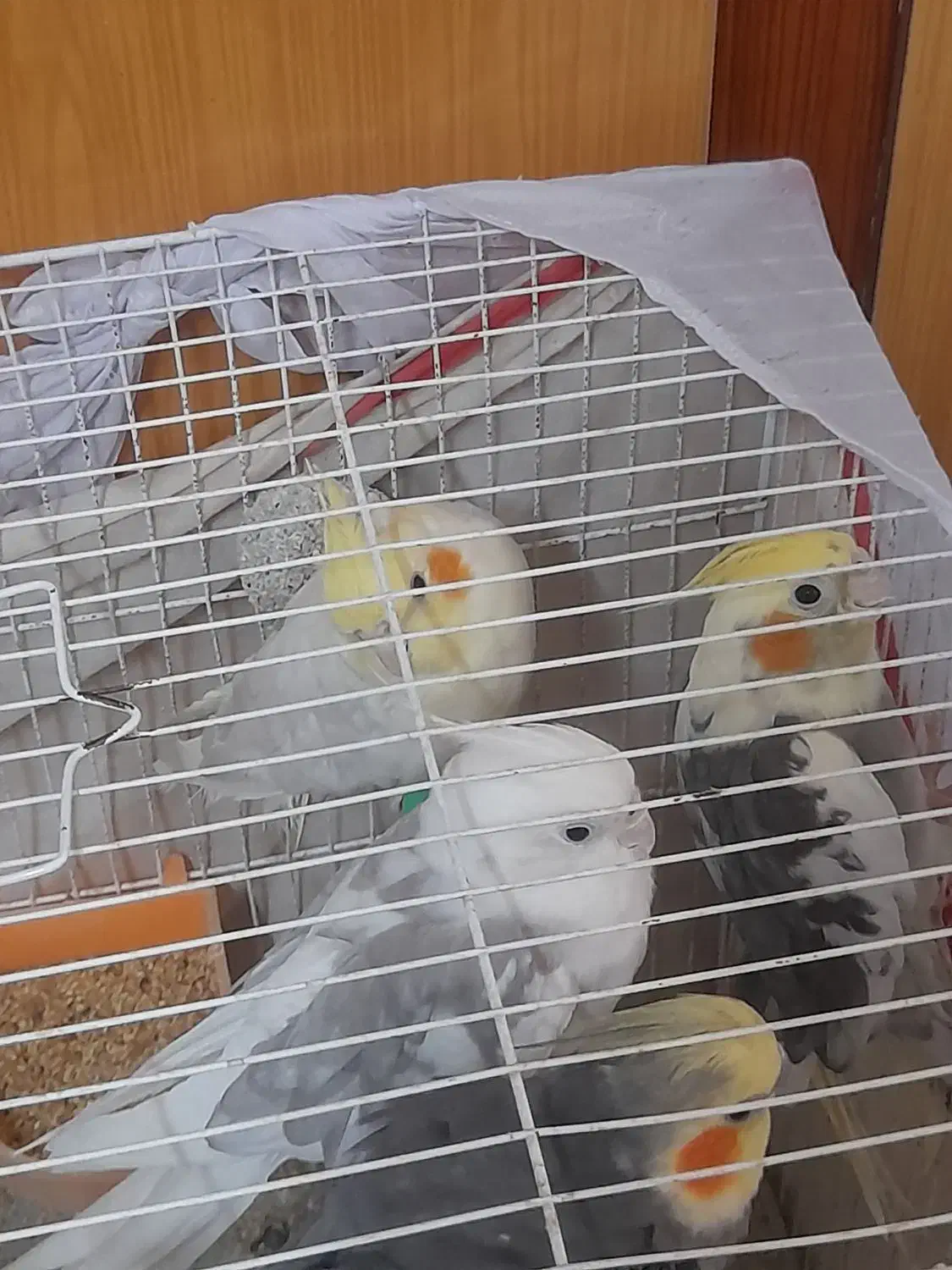 ۴ تا عروس هلندی(دوجفت|پرنده|تربت جام, میرقوام الدین|دیوار