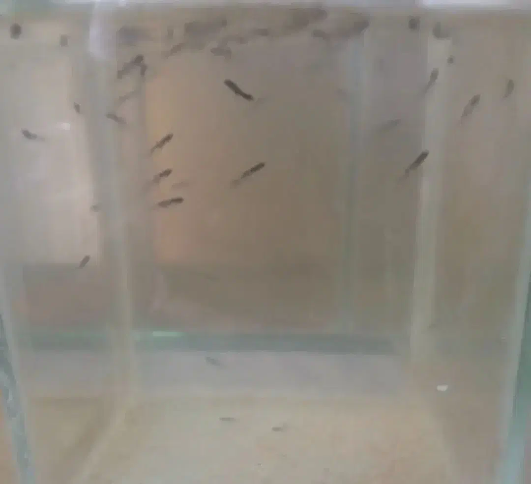 دم شمشیری|ماهی|سلماس, |دیوار