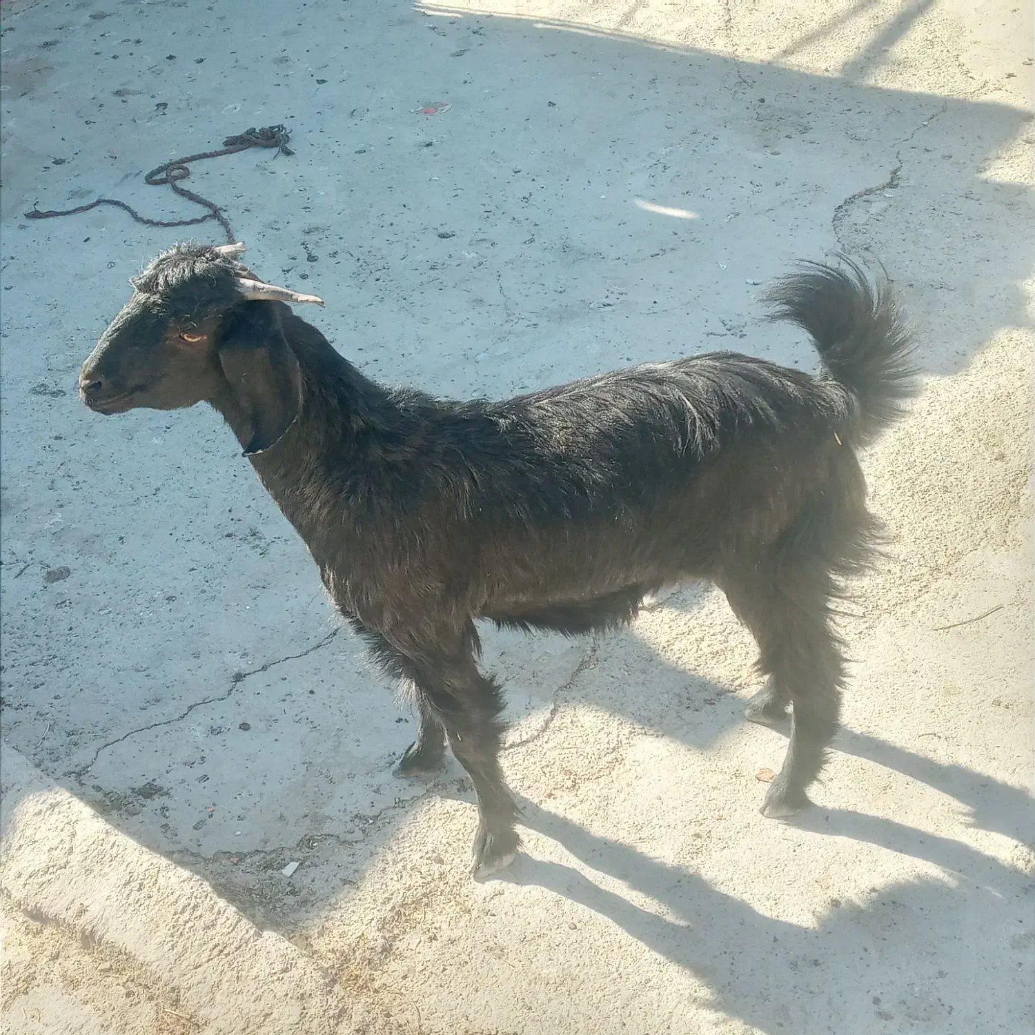 گوسفند|حیوانات مزرعه|سیب و سوران, |دیوار