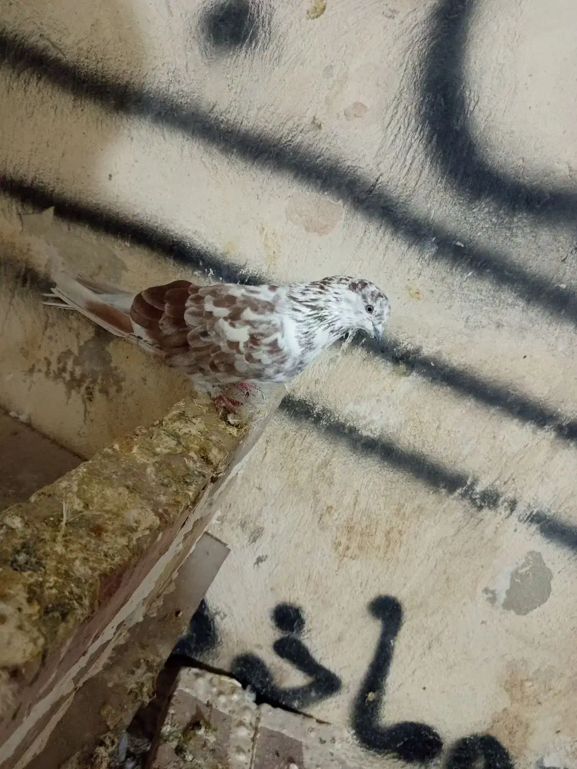 کبوتر|پرنده|نوشین شهر, |دیوار