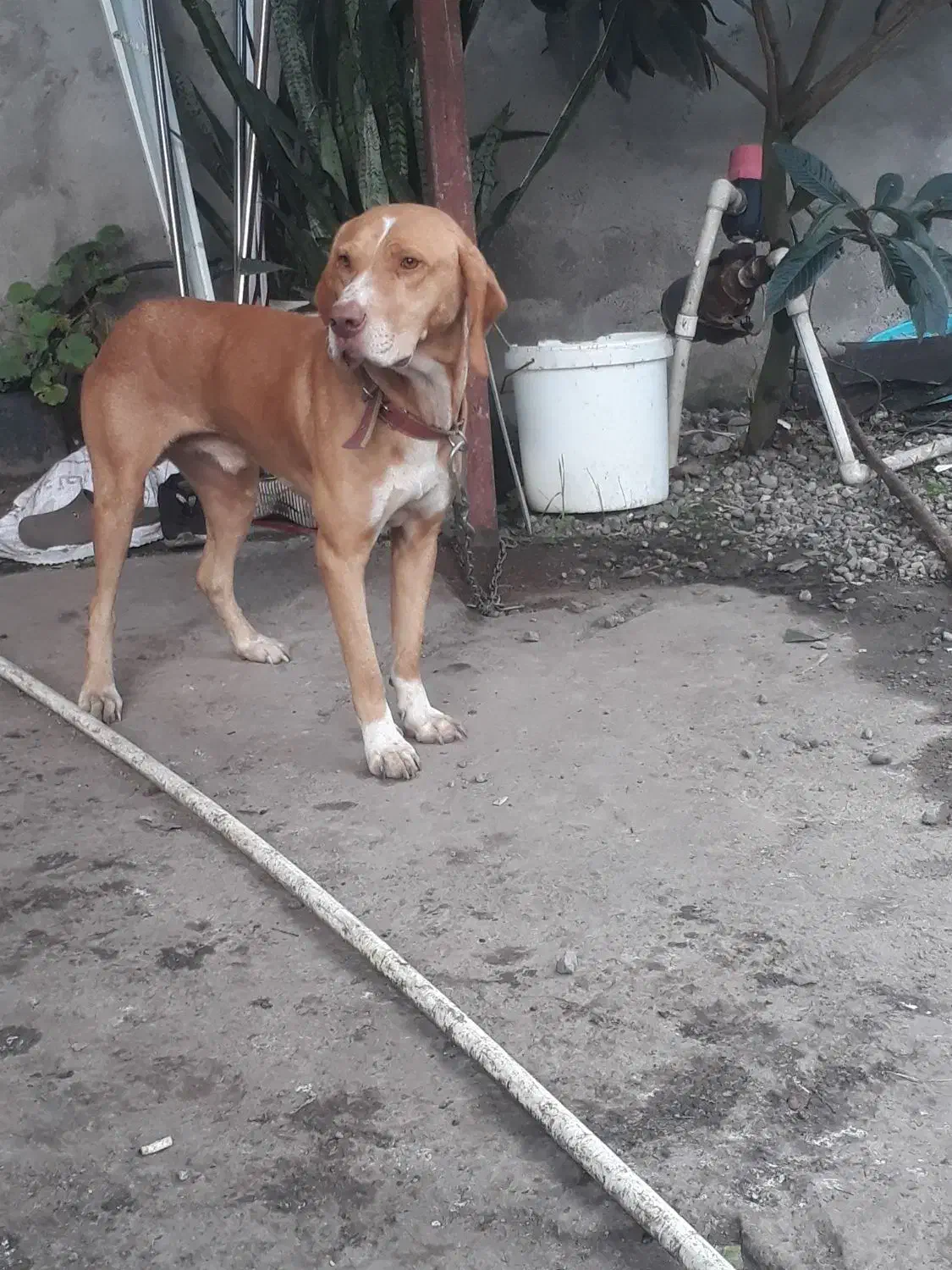 رودبنه|سگ|رودبنه, |دیوار