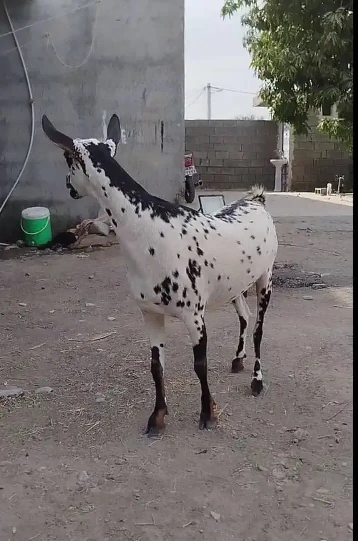 صلاله گلتوپی|حیوانات مزرعه|میناب, |دیوار