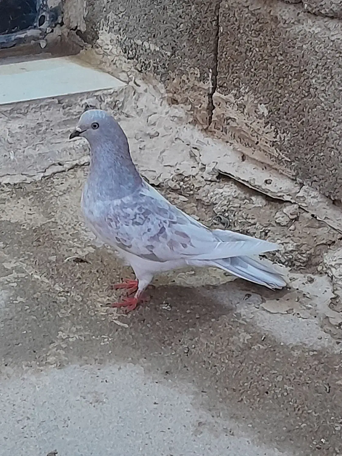 کله نقره ای|پرنده|چمران, |دیوار