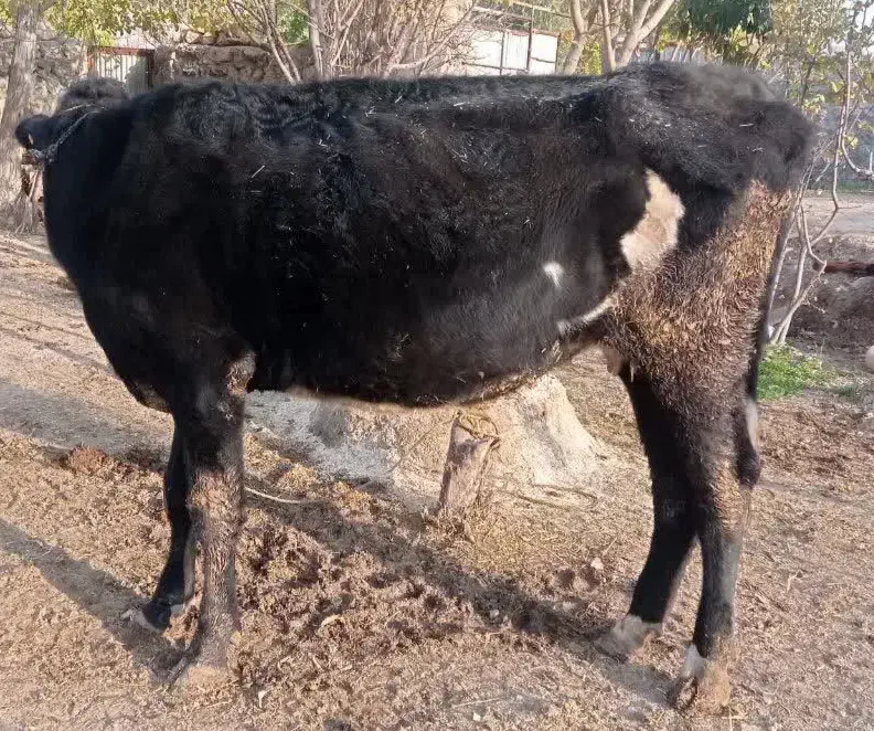 گاو|حیوانات مزرعه|قلعه شاهین, |دیوار