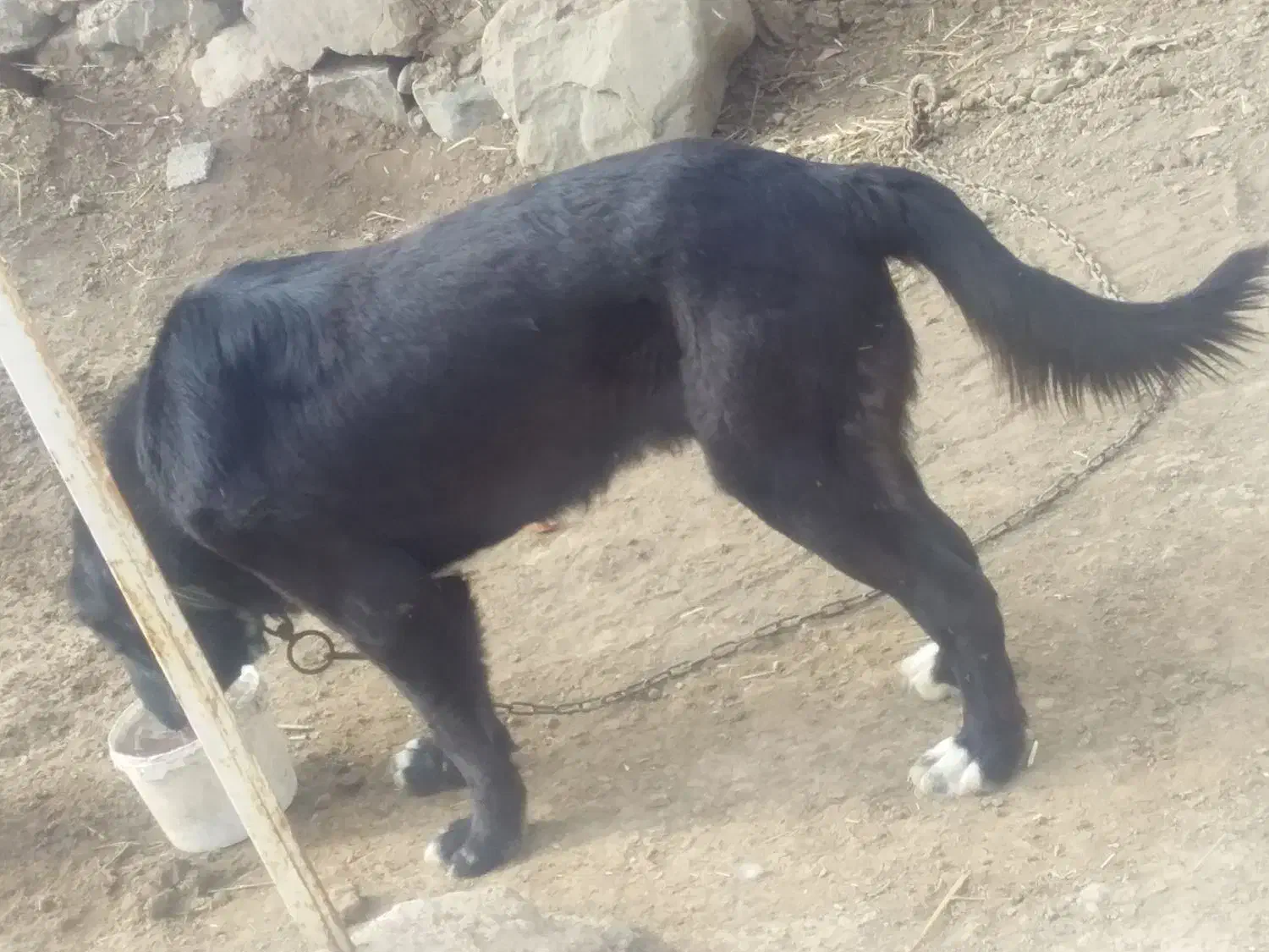 سگ سرابی سه ساله|سگ|انگوت, |دیوار