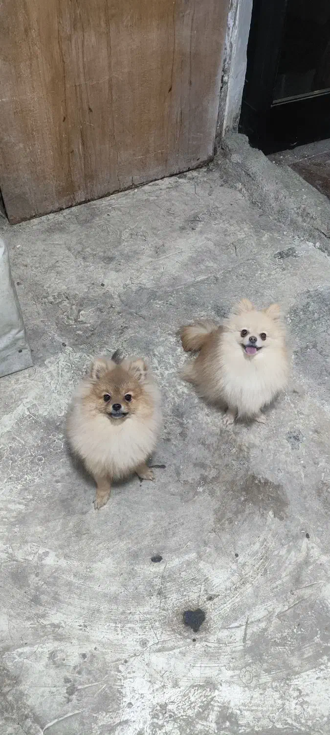 واگذاری دوعدد پامر پامرانین نرو ماده|سگ|رشت, پل تالشان|دیوار