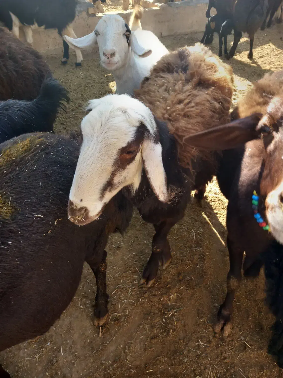 بره قوچ افشار سر سفید|حیوانات مزرعه|ساروق, |دیوار