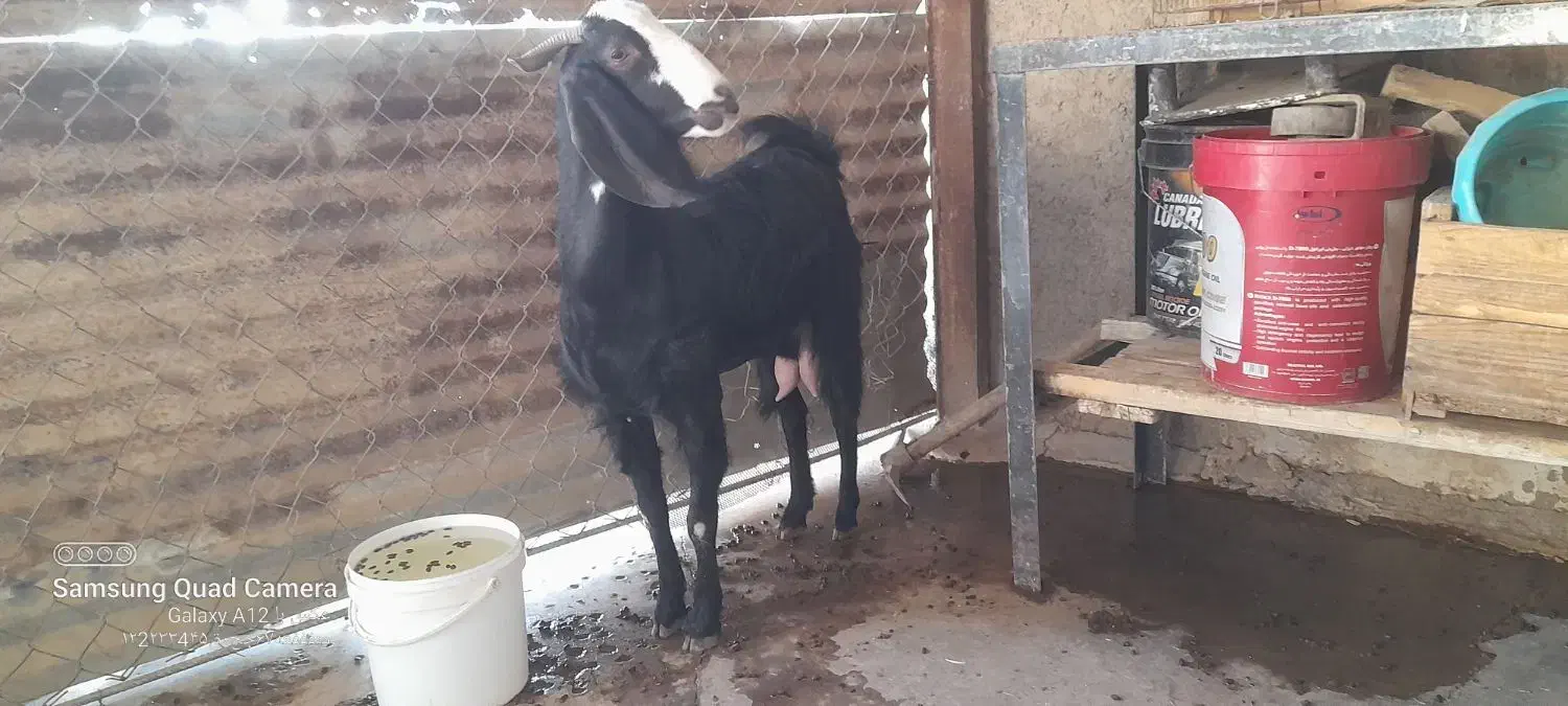 بز با کهره درآغاجاری|حیوانات مزرعه|آغاجاری, |دیوار