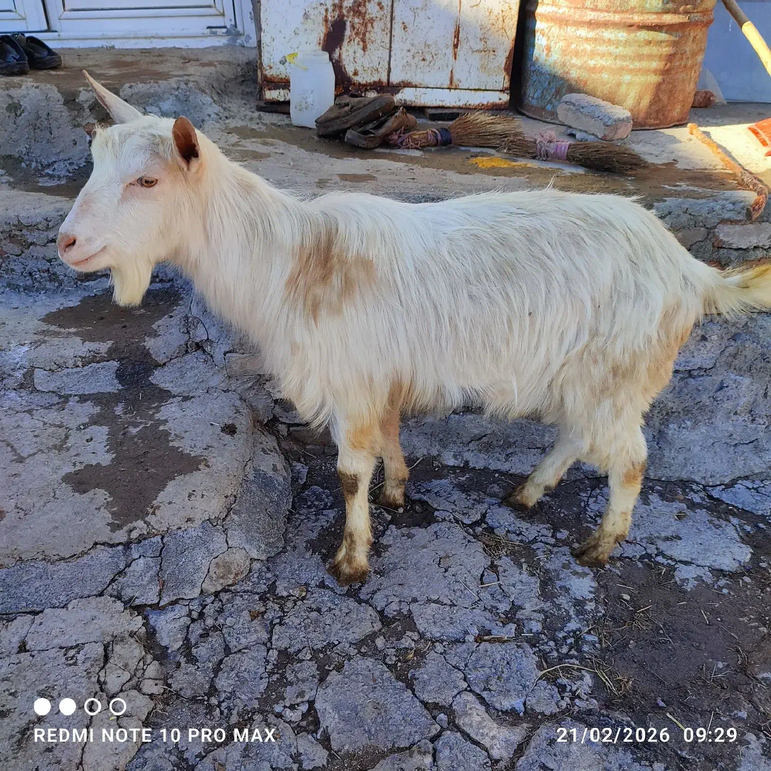 بز سانن|حیوانات مزرعه|مشگین شهر, |دیوار