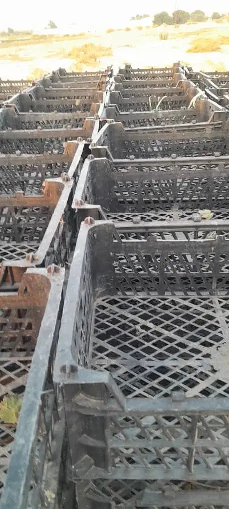 فروش سبد میوه|عمده‌فروشی|جیرفت, |دیوار