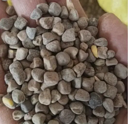 هلر،لوبیا،گاودانه،گرگرو،سنگینک|خوردنی و آشامیدنی|چنارود, |دیوار