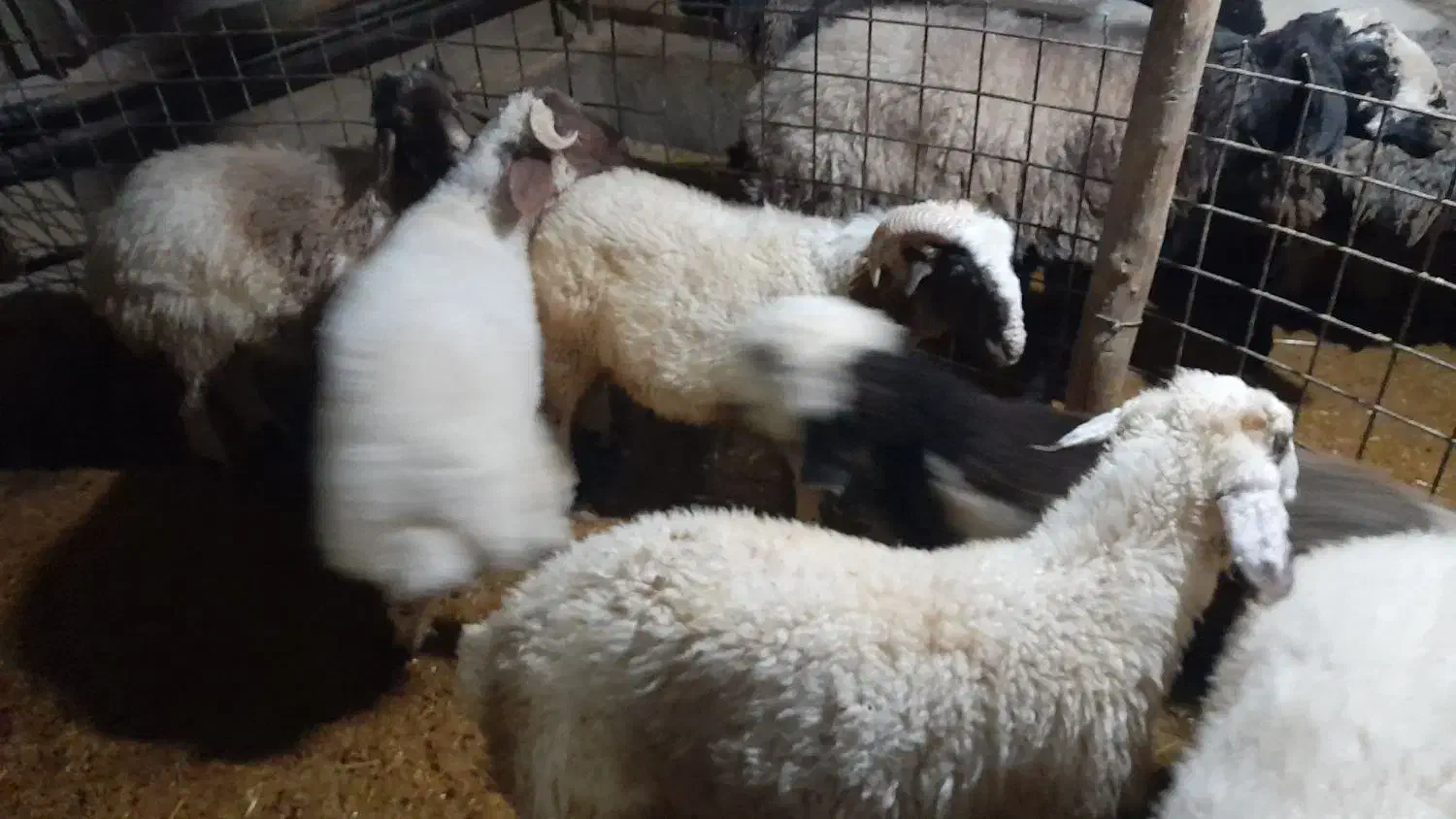 کاور پروار|حیوانات مزرعه|کارزان, |دیوار