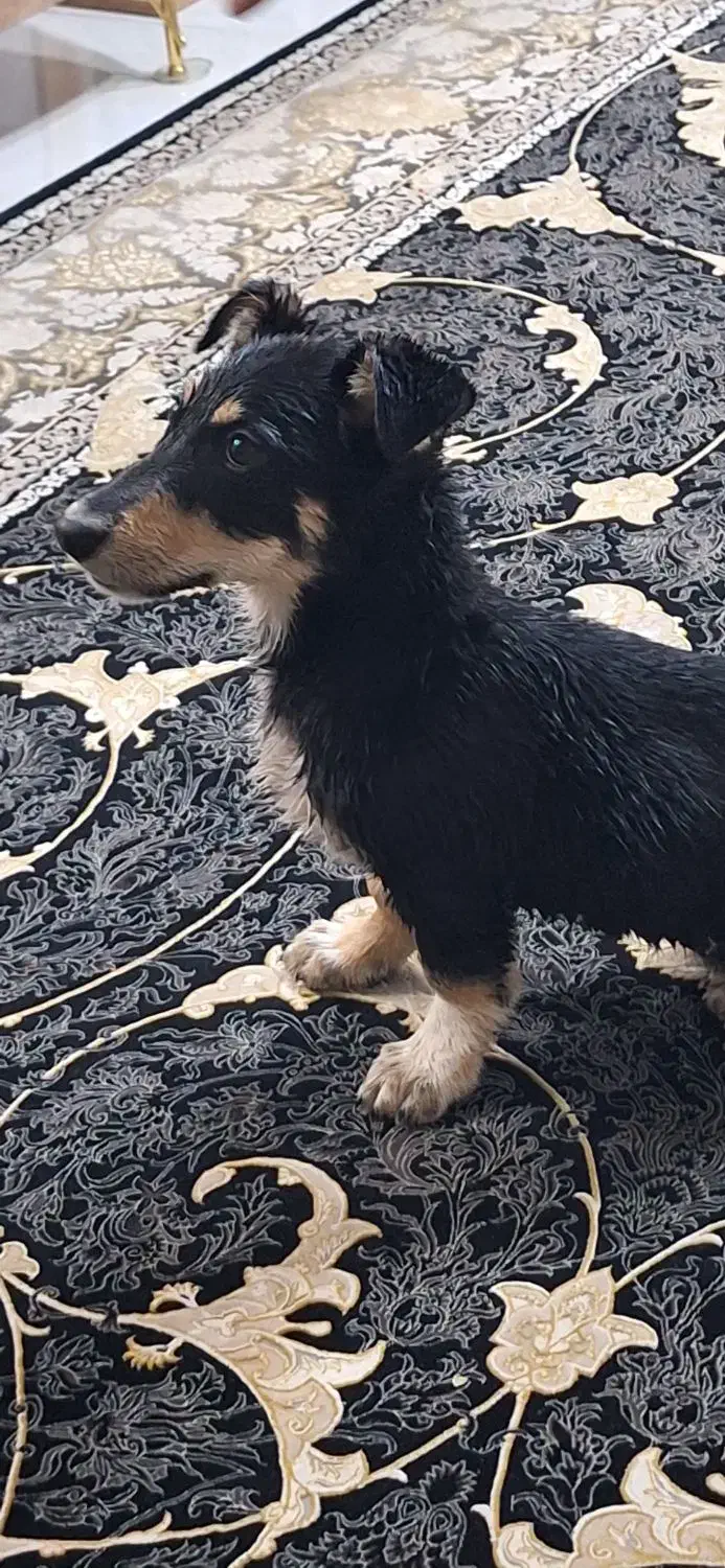 سگ پاکوتاه|سگ|فردیس, ثابتی|دیوار