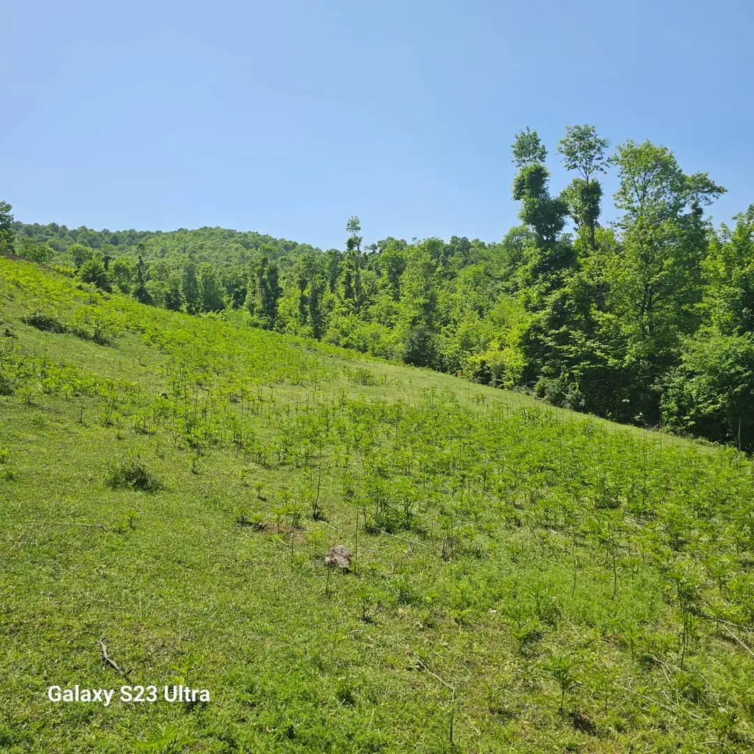 فروش ۲۸۵متر زمین،مجوز ساخت،سندتک برگ|فروش زمین و ملک کلنگی|توتکابن, |دیوار