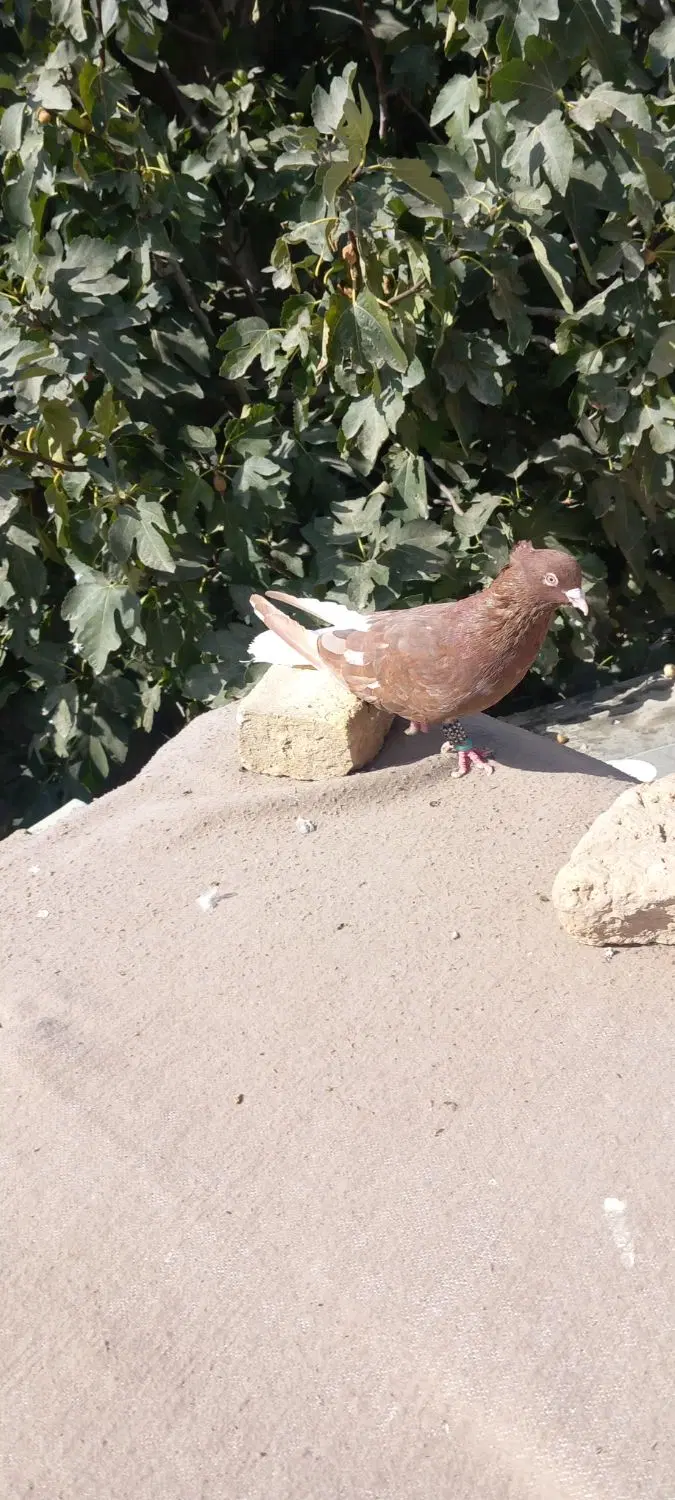 کبوتر|پرنده|بجنورد, |دیوار