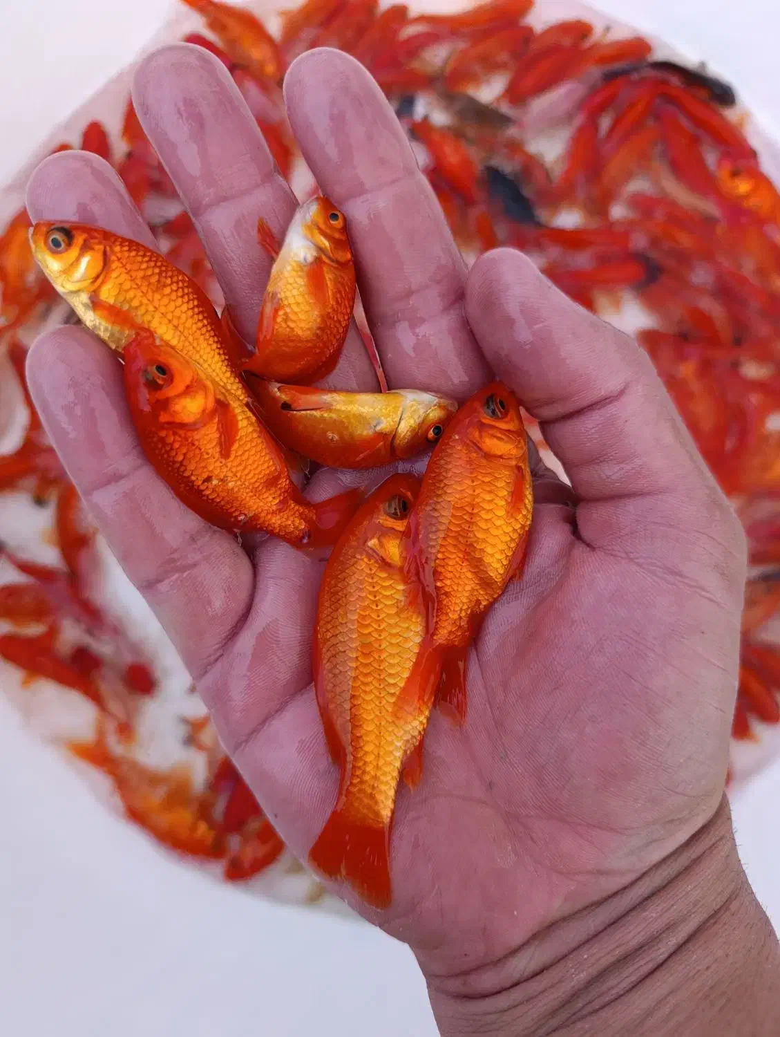 ماهی قرمز|ماهی|سنگر, |دیوار