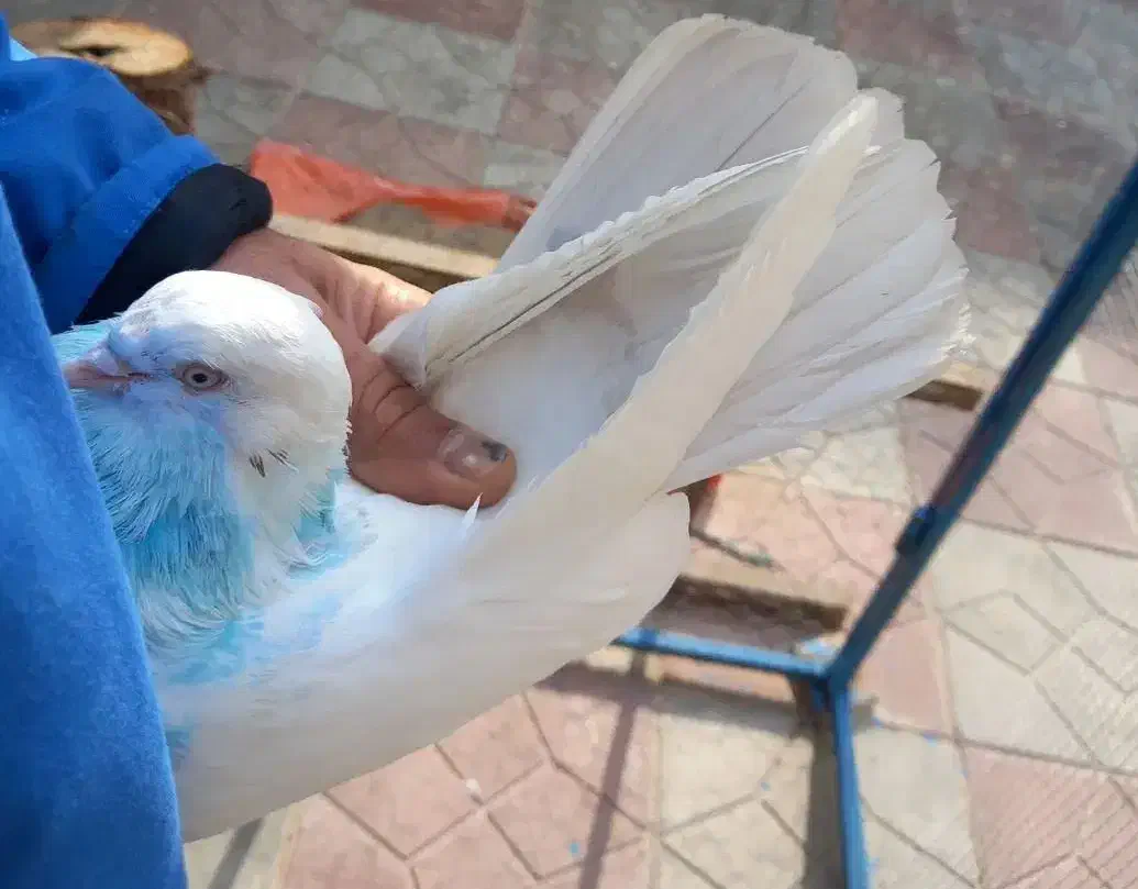 کفتر خال پیس|پرنده|ماهدشت, |دیوار