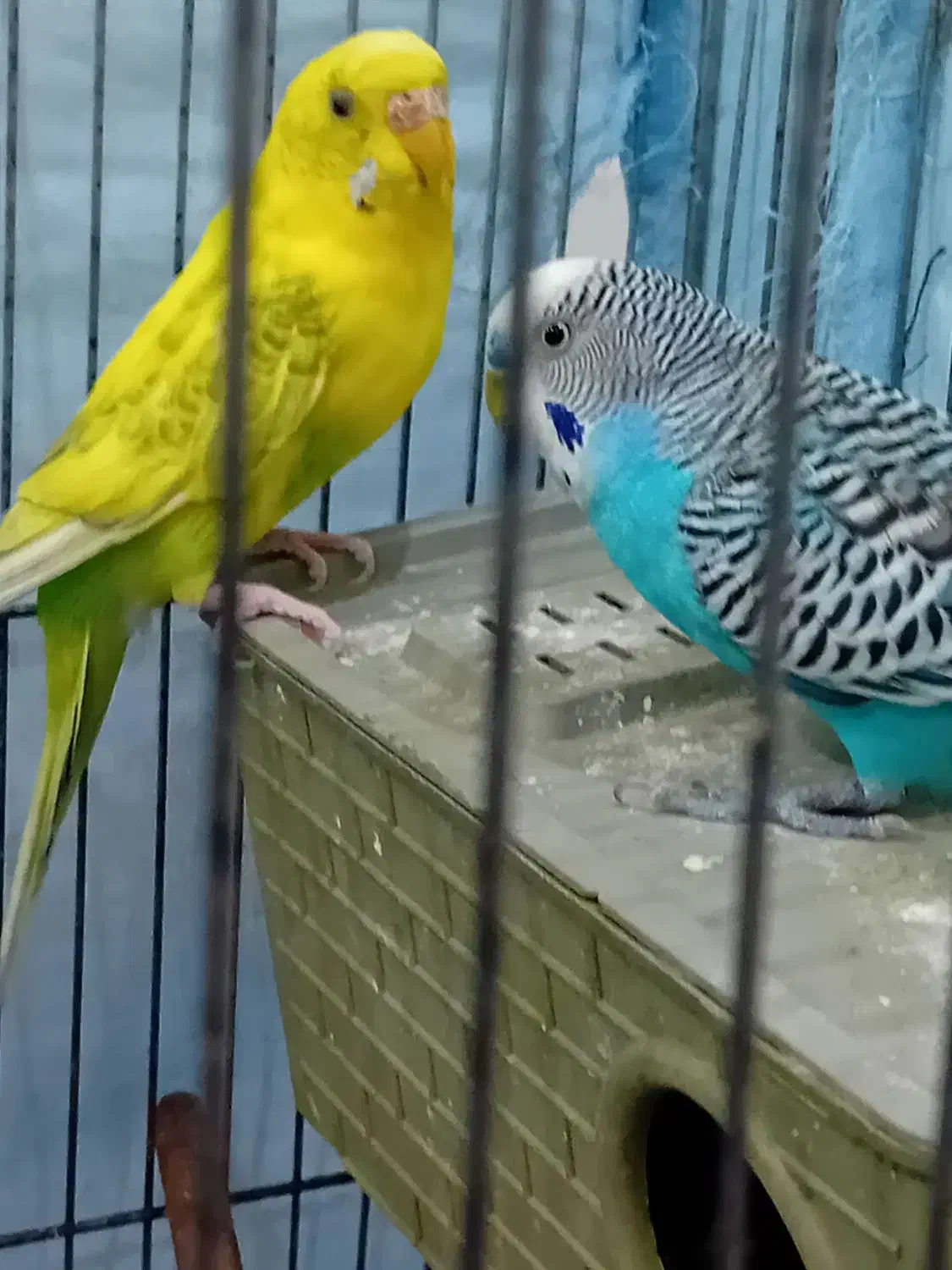 مرغ عشق سالم سالم|پرنده|الیگودرز, |دیوار