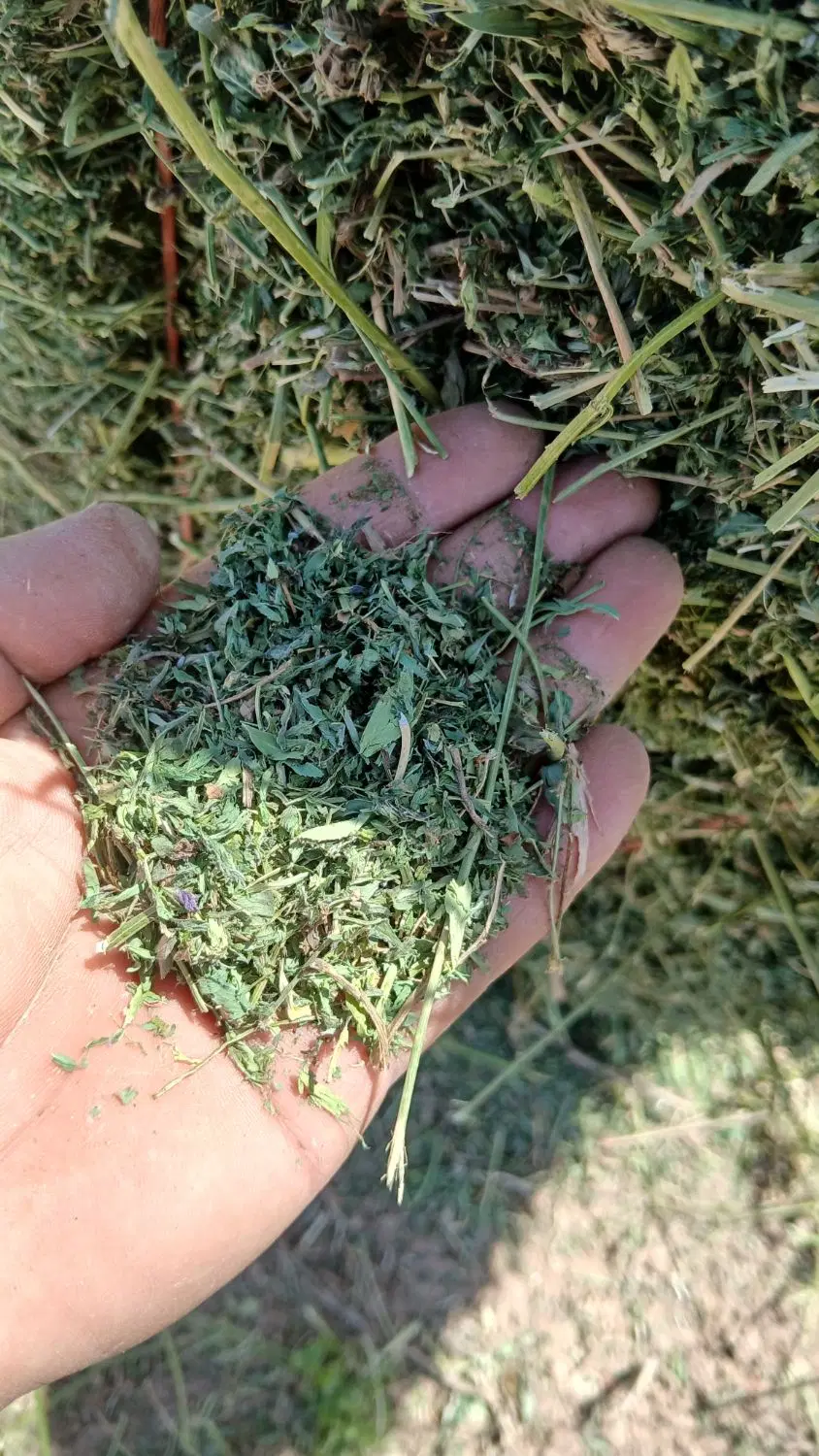 یونجه|عمده‌فروشی|کوهدشت, |دیوار